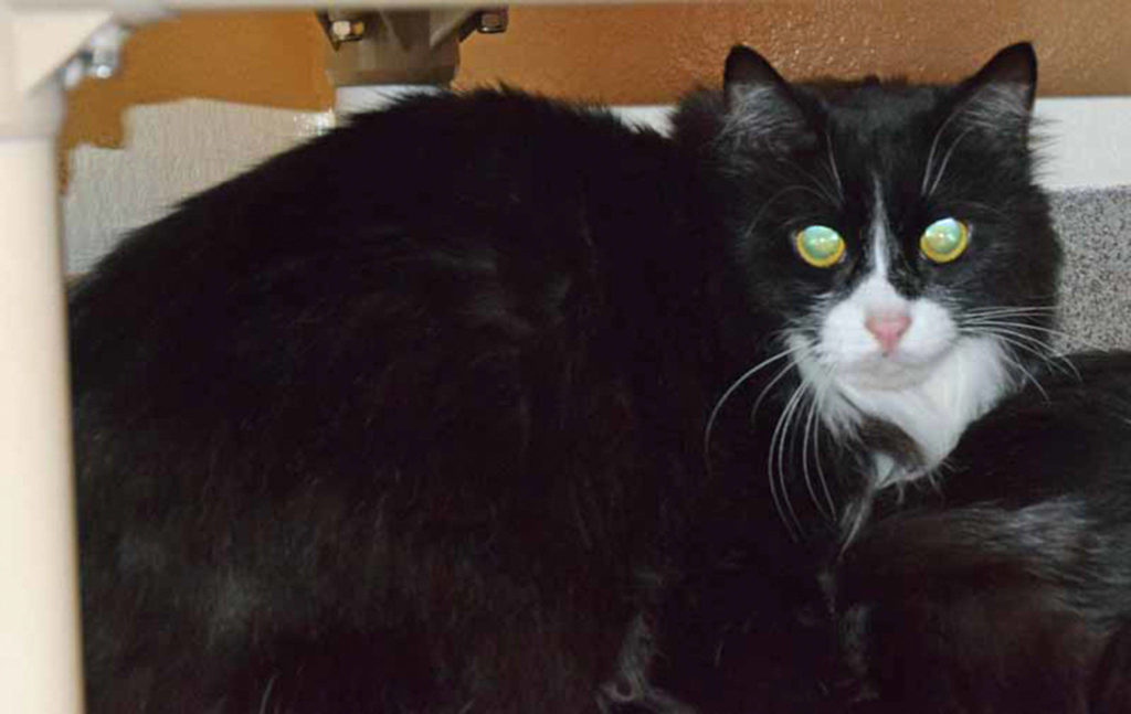 5 year old Tux is looking for a quiet home. Loud noises scare him. Even though he is 10 lbs, he would rather hide than face a loud noise! (Arleigh Movitz/Everett Animal Shelter)
