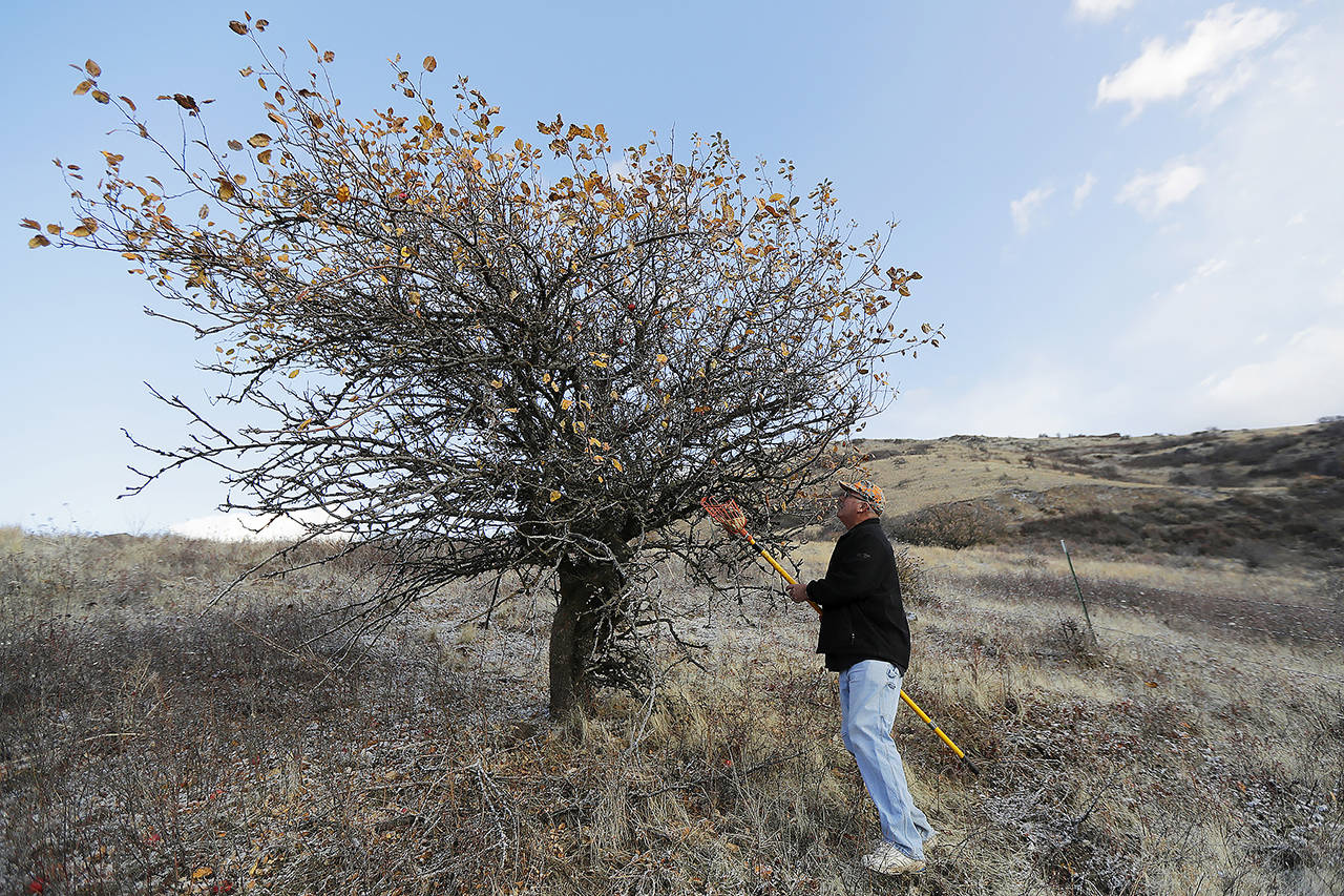 In this Oct. 28 photo, amateur botanist David Benscoter of The Lost Apple Project stands near a tree in the Steptoe Butte area near Colfax that produces Arkansas Beauty apples, a so-called heritage fruit long believed to be extinct until Benscoter and fellow botanist E.J. Brandt rediscovered it, along with at least 12 other long-lost apple varieties over the past several years through their work searching in homestead orchards, remote canyons and windswept fields in eastern Washington and northern Idaho. (AP Photo/Ted S. Warren)