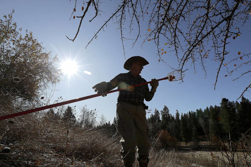 In this Oct. 29 photo, amateur botanist E.J. Brandt, of The Lost Apple Project, examines apples he picked from a tree in an orchard near Troy, Idaho. (AP Photo/Ted S. Warren)
