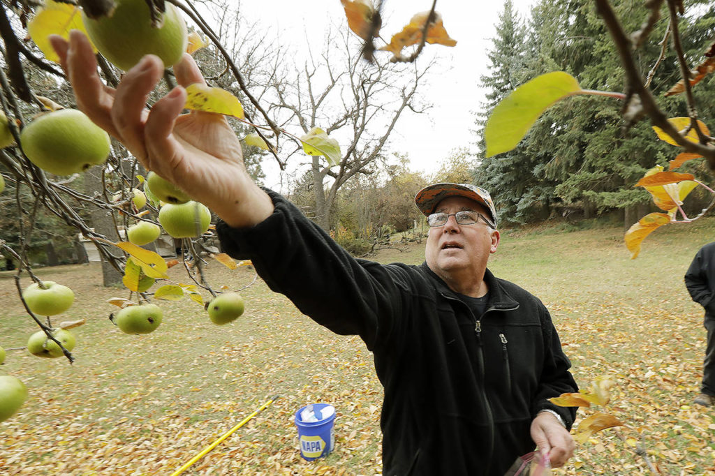 In this Oct. 28 photo, amateur botanist David Benscoter picks an apple that may be of the Clarke variety in an orchard near Pullman. (AP Photo/Ted S. Warren)
