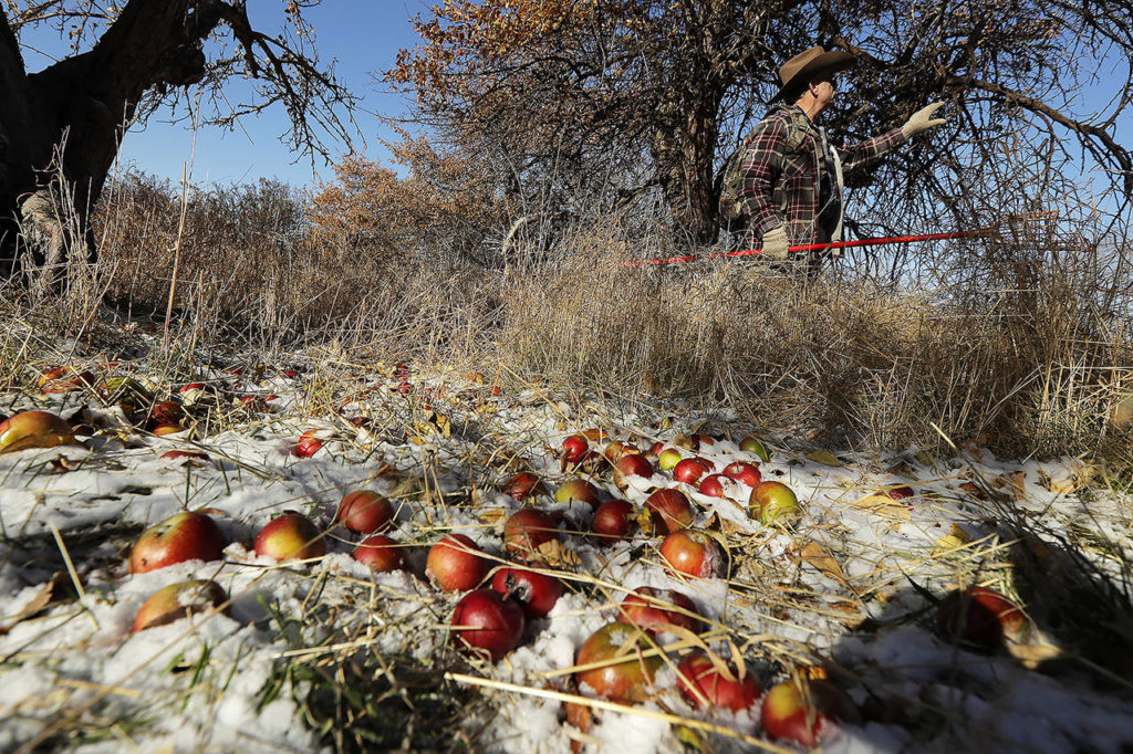 In this Oct. 29 photo, amateur botanist E.J. Brandt examines an apple tree in an orchard near Moscow, Idaho. (AP Photo/Ted S. Warren)
