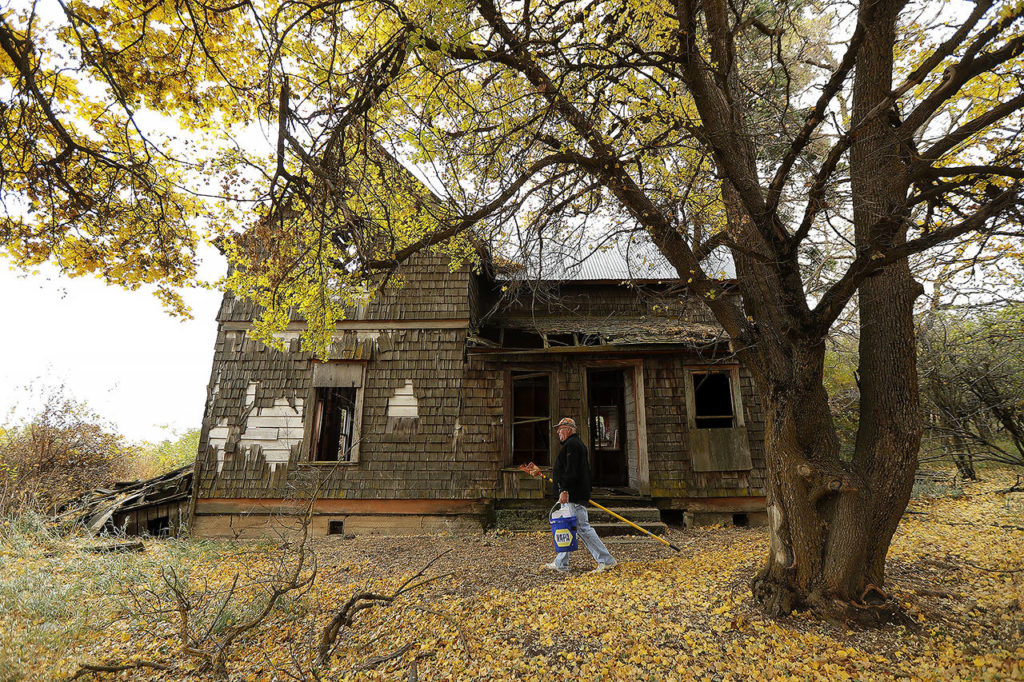 In this Oct. 28 photo, amateur botanist David Benscoter walks past an abandoned home on a remote homestead near Pullman, after collecting apples from the large orchard on the site. (AP Photo/Ted S. Warren)
