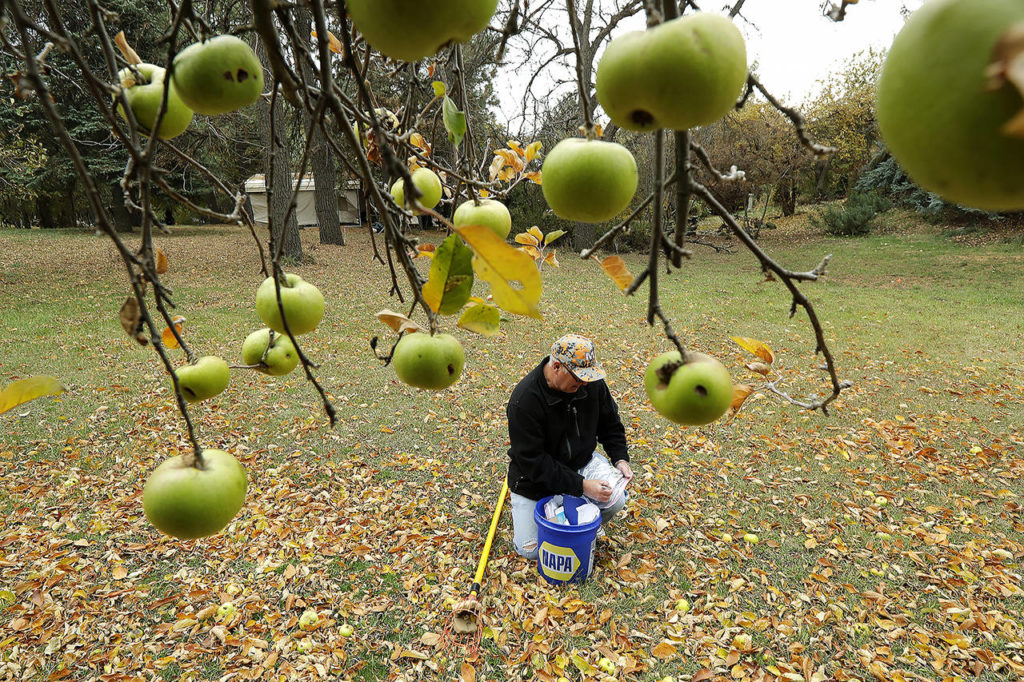 In this Oct. 28 photo, amateur botanist David Benscoter writes on a bag as he collects apples that may be of the Clarke variety in an orchard near Pullman. (AP Photo/Ted S. Warren)
