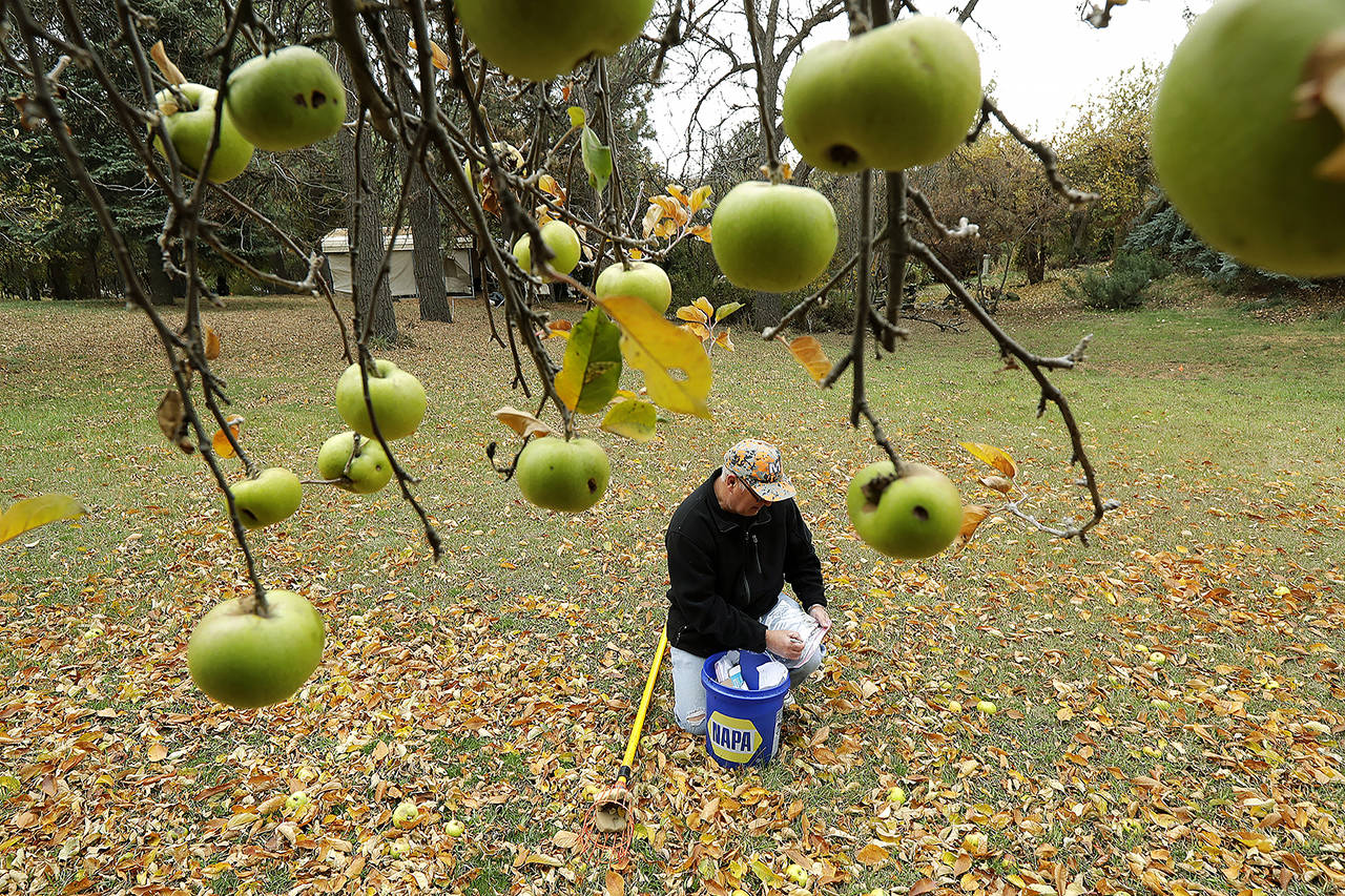 In this Oct. 28 photo, amateur botanist David Benscoter writes on a bag as he collects apples that may be of the Clarke variety in an orchard near Pullman. (AP Photo/Ted S. Warren)