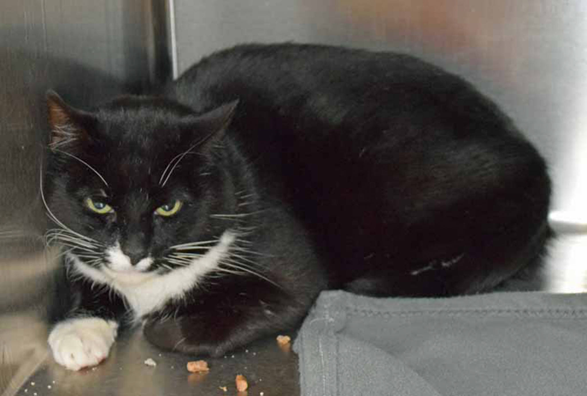 Bandit is a playful guy. He enjoys playing with kids, cats and mellow dogs. Bandit does like to hide until he gets to know his new family. (Arleigh Movitz/Everett Animal Shelter)
