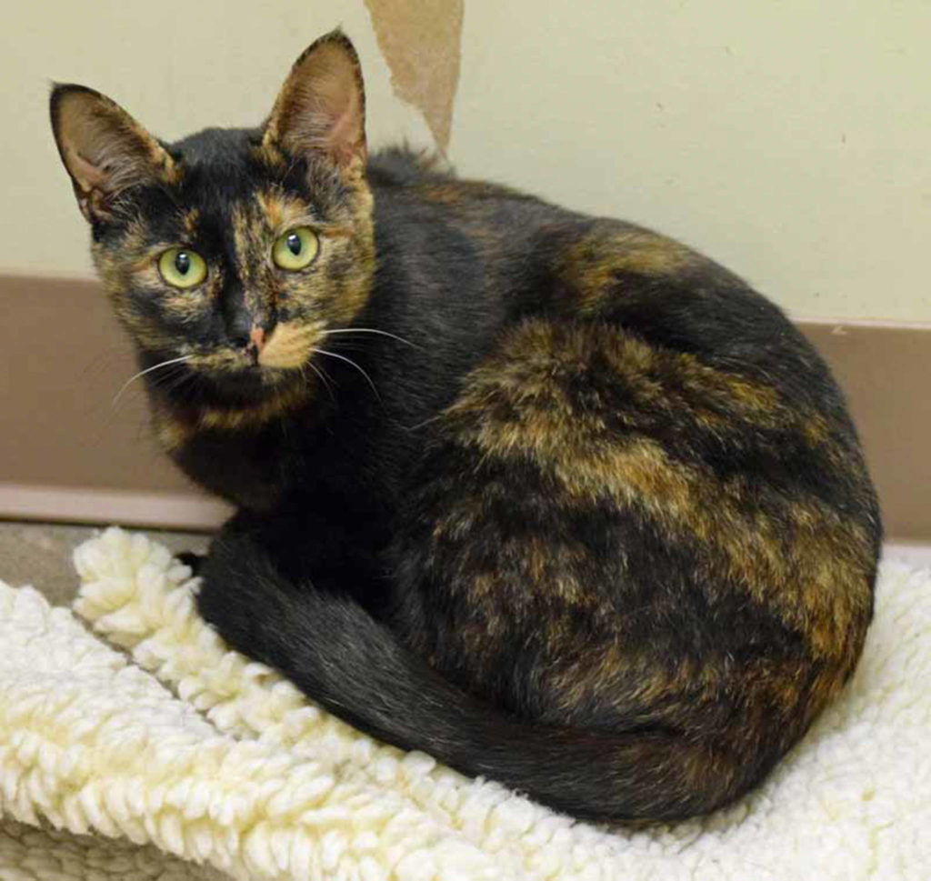 Kappa is a bold and lively cat. She may be petite, but she’s got big “cattitude”! (Arleigh Movitz/Everett Animal Shelter)
