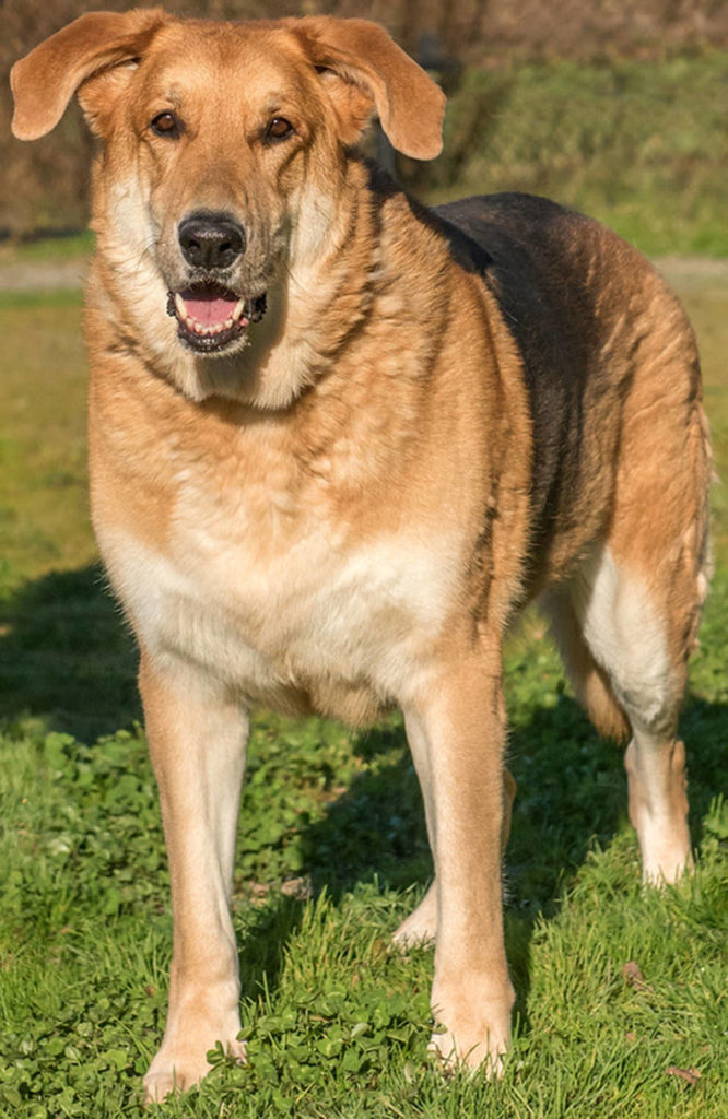 Moose is a very large sensitive dog. He will do best as the only pet in the household. We are told he gets jealous when others are receiving attention it also makes him very anxious. Moose is looking for a calm predictable home that has low traffic and if there are any children they need to be over the age of 12 years. Moose really loves going for walks and is very active. (Curt Story/Everett Animal Shelter)
