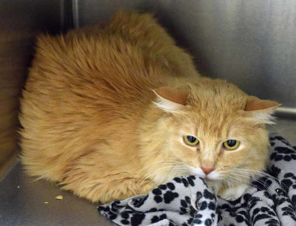 6 year old Peach is shy when she first meets people but give her some time to get to know you and she becomes a snuggle bug. (Arleigh Movitz/Everett Animal Shelter)
