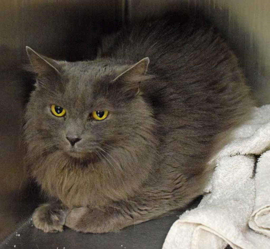 3 year old Romeo is looking for a quiet, predictable home to call his own. He will need an adult only home. (Arleigh Movitz/Everett Animal Shelter)
