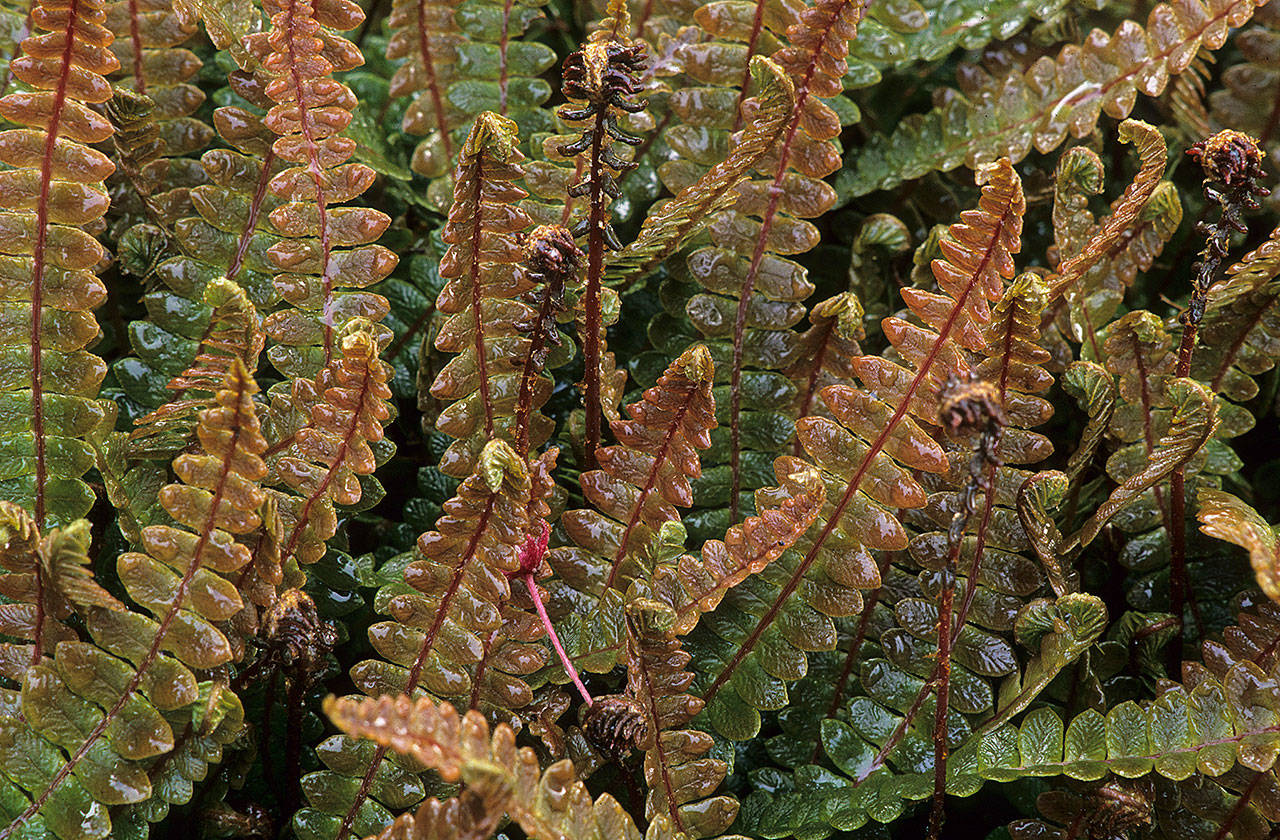 The alpine water fern’s new fronds emerge in the spring copper red and gradually fade to rich green. (Richie Steffen)