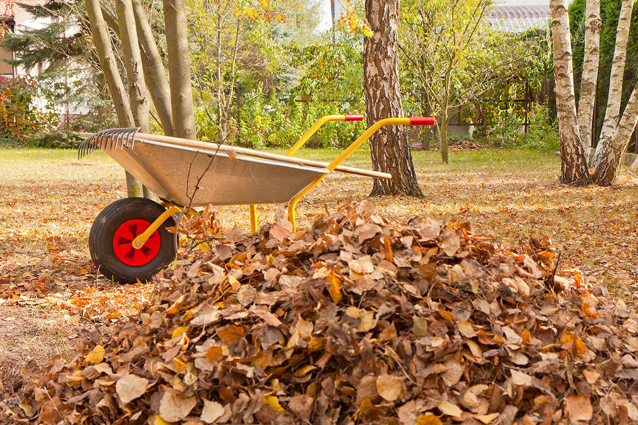 You don’t have to rake autumn leaves. In fact, you shouldn’t
