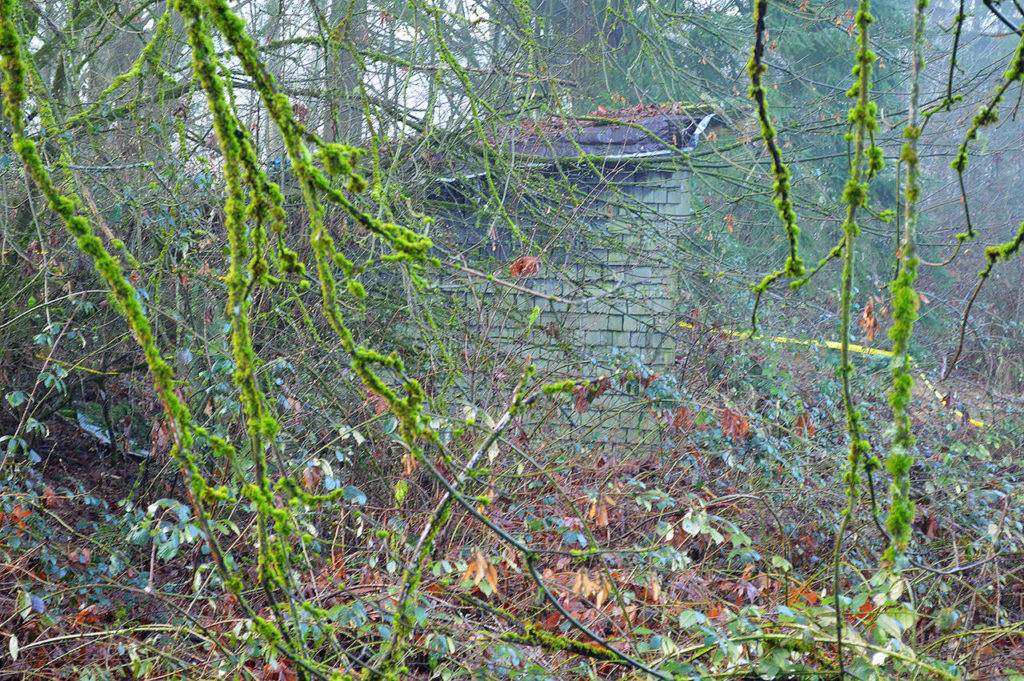 Brambles covered the shed by the time the body of Nathaniel “Terry” Deggs was found in 2015. (Snohomish County Medical Examiner’s Office)
