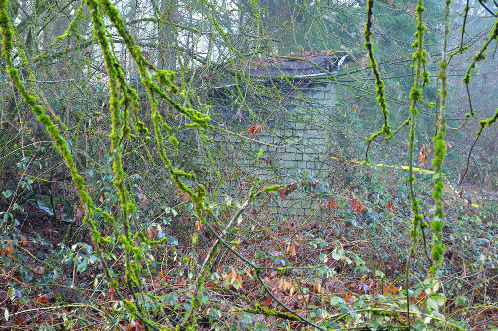 Brambles covered the shed by the time the body of Nathaniel “Terry” Deggs was found in 2015. (Snohomish County Medical Examiner’s Office)
