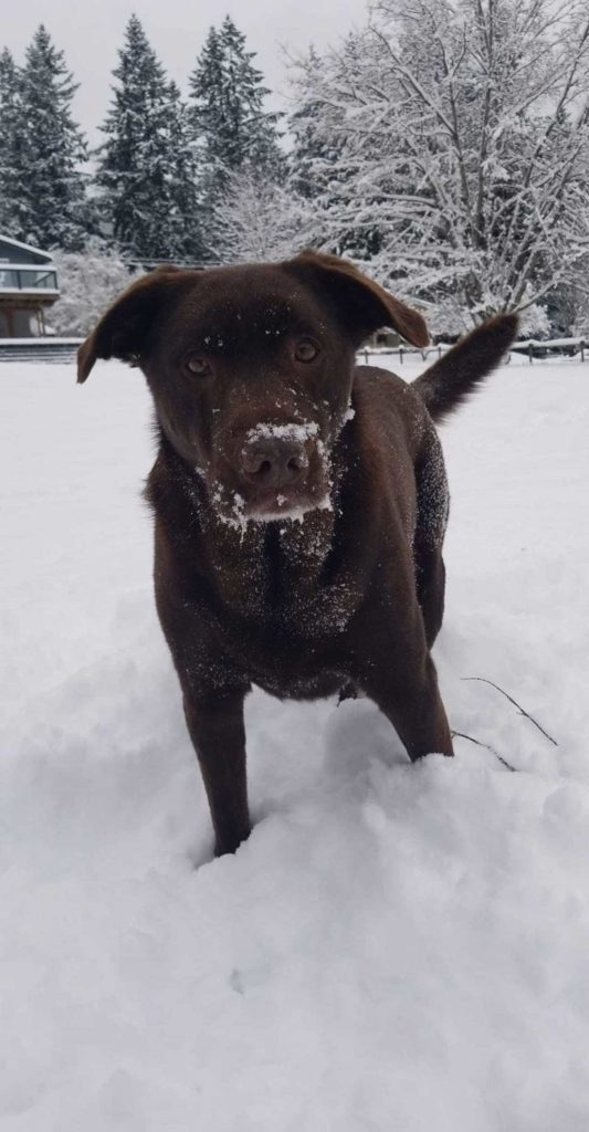 Coco the chocolate lab passed away in October. She was 9. (Tim Connor)
