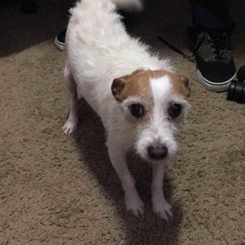 Daisy, a wire-haired Jack Russell terrier, died in October. She was 15 years old. (Kurt Menzer)
