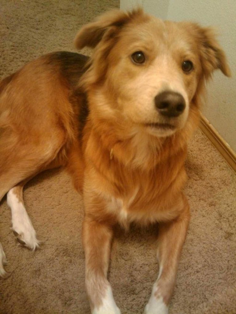 Dolly the golden retriever-German shepherd mix died in 2015. She was 4 years old. (Kurt Menzer)
