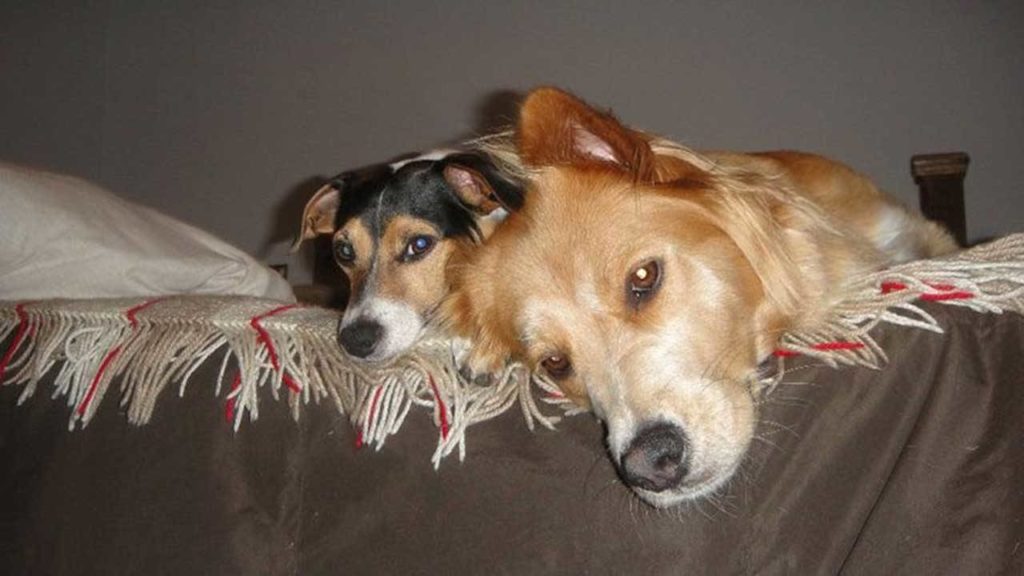 Duke, a Jack Russell terrier, and Dolly, a golden retriever-German shepherd, both are now gone. Duke was 13 and Dolly was 4. (Kurt Menzer)
