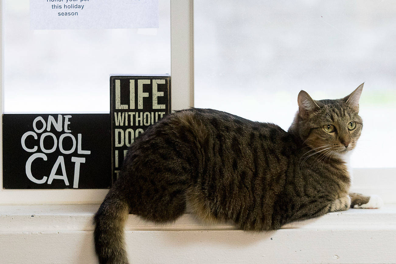 Lexa hangs out in a window frame in the lobby at the Camano Animal Shelter Association on Friday, Nov. 15, 2019 in Camano Island, Wash. (Andy Bronson / The Herald)