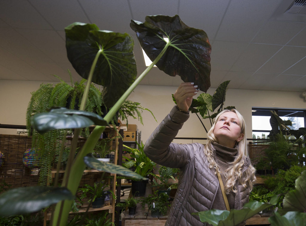 Photos by Andy Bronson / The Herald 
Julia Banker looks at an Elephant Ear Serendipity while browsing for plants at HousePlants Galore on Everett Mall Way.

