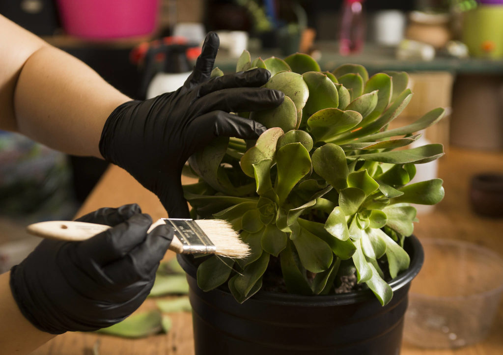 Every plant gets a thorough cleaning and exam at Houseplants Galore on Everett Mall Way. (Andy Bronson / The Herald)
