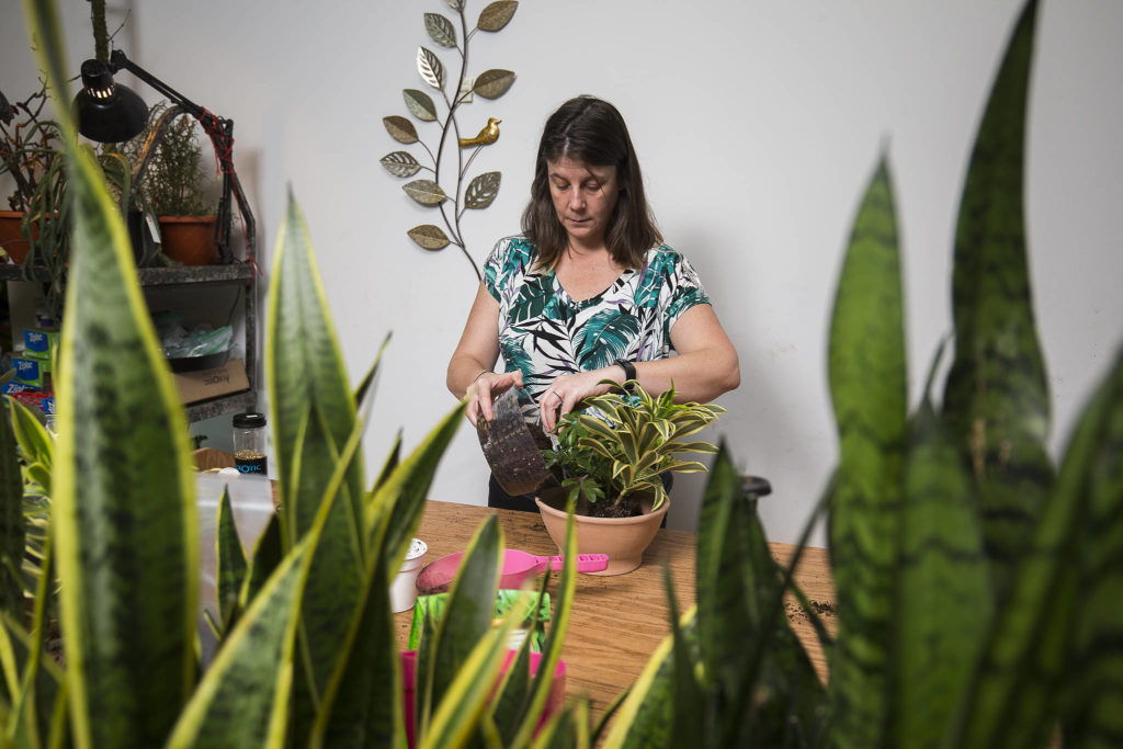 Shiloh Deede pots plants at Houseplants Galore.
