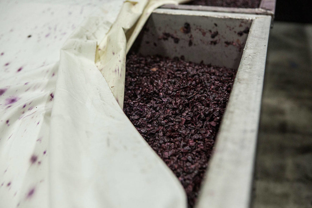 Grapes ferment in bins at Guardians Cellars in Maltby. (Olivia Vanni / The Herald)
