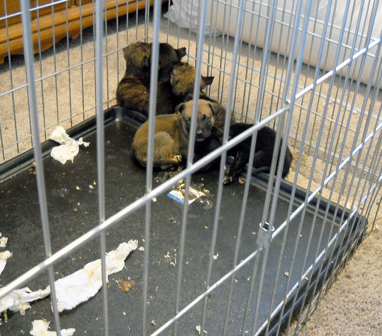 Police discovered 10 sick, dying and dead puppies at a Monroe home in April 2018. (Monroe Police Department, file)