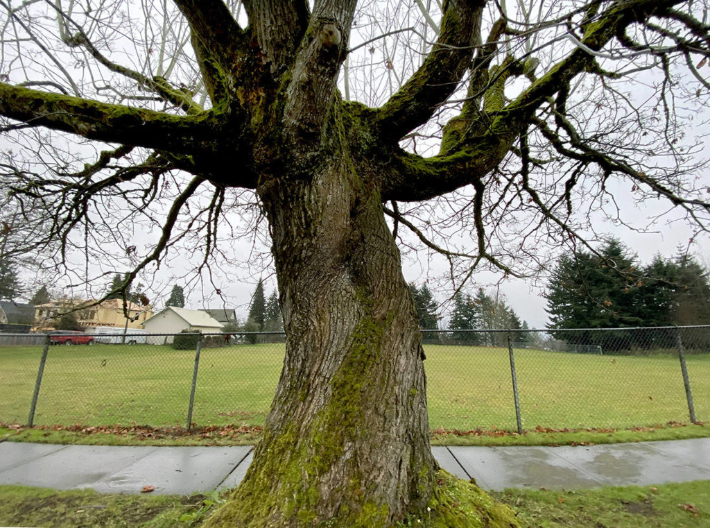 The Norton Ball Field on Wednesday morning. (Sue Misao / The Herald)
