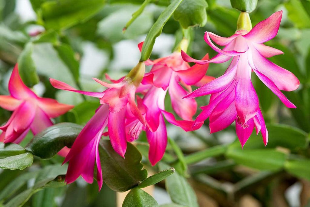 You can find cultivars of Christmas cactus with pink, white, yellow, orange, red or purple flowers. (Getty Images)
