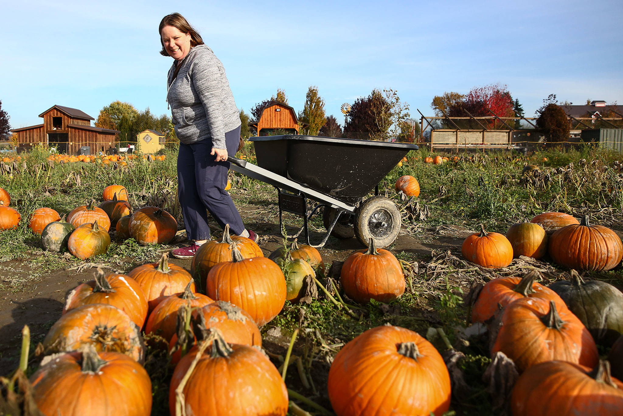 Ilana Balint walks through the pumpkin patch at Stocker Farms in Snohomish on Oct. 23. (Kevin Clark / Herald file)