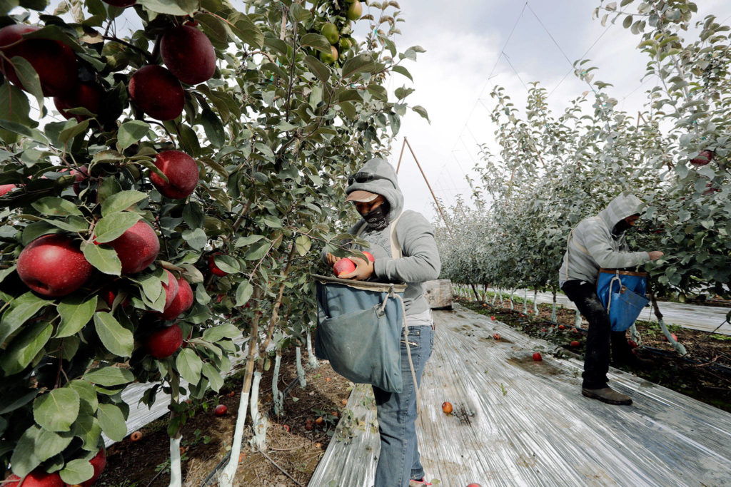 Workers Edilia Ortega (left) and Reynaldo Enriquez pick Cosmic Crisp apples, a new variety and the first-ever bred in Washington, at an orchard in Wapato in October. (AP Photo/Elaine Thompson)
