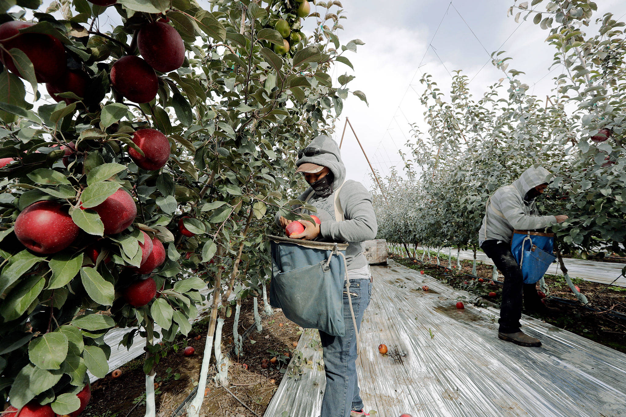 Workers Edilia Ortega (left) and Reynaldo Enriquez pick Cosmic Crisp apples, a new variety and the first-ever bred in Washington, at an orchard in Wapato in October. (AP Photo/Elaine Thompson)