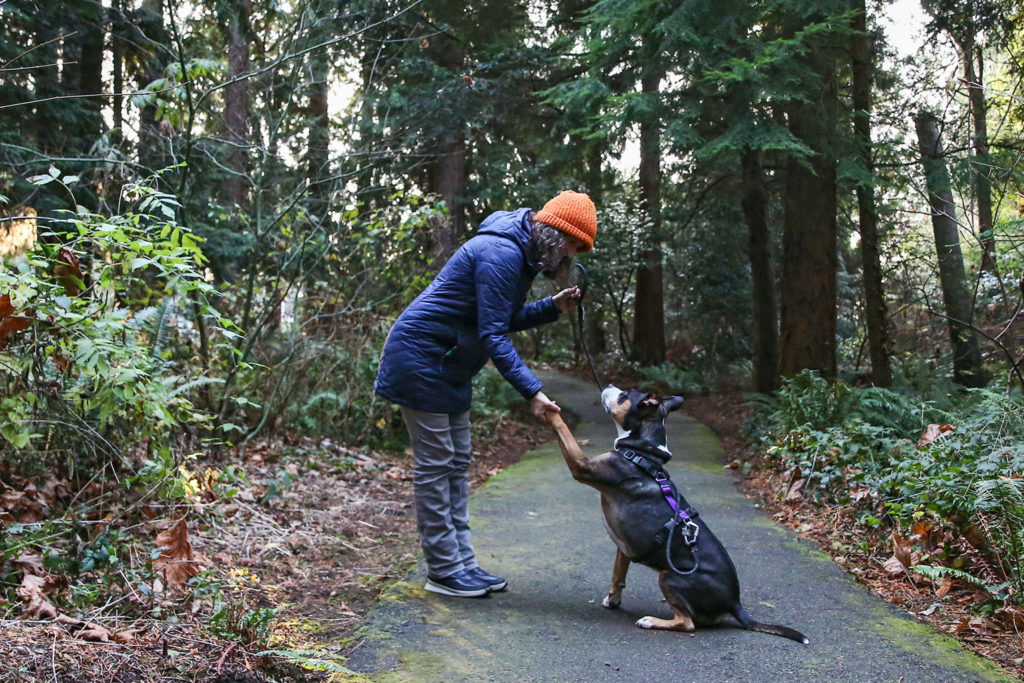 Pamela Alt practices some commands with Archibald, such as “shake,” at Yost Park in Edmonds. The pair are part of a University of Washington study on dog longevity. (Kevin Clark / The Herald)
