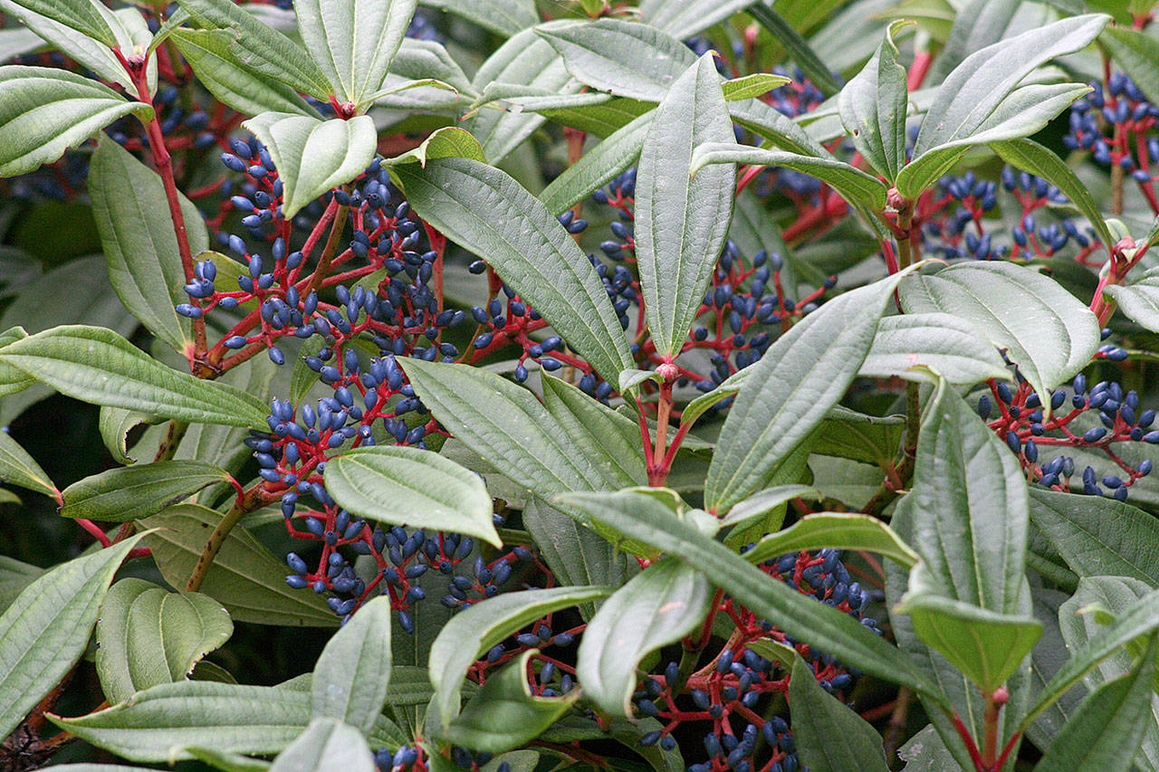 David’s viburnum is a year-round evergreen with white flowers in spring and berries in autumn. (Richie Steffen)