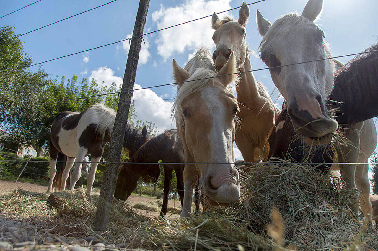 Sharon Hunter, operator of the Redmond-based Hunters Wind Wild Horse Rescue, is accused of animal cruelty after purchasing horses, in an attempt to save them from slaughter. Some of those horses ended up in Enumclaw. Ashley Hiruko/staff photo.                                The operator of the Redmond-based Hunters Wind Wild Horse Rescue is accused of animal cruelty after purchasing horses, in an attempt to save them from slaughter. Some of those horses ended up in Enumclaw. (Ashley Hiruko / Sound Publishing)