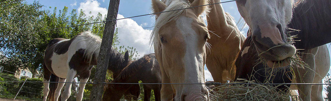 25 horses seized in Enumclaw after allegations of abuse
