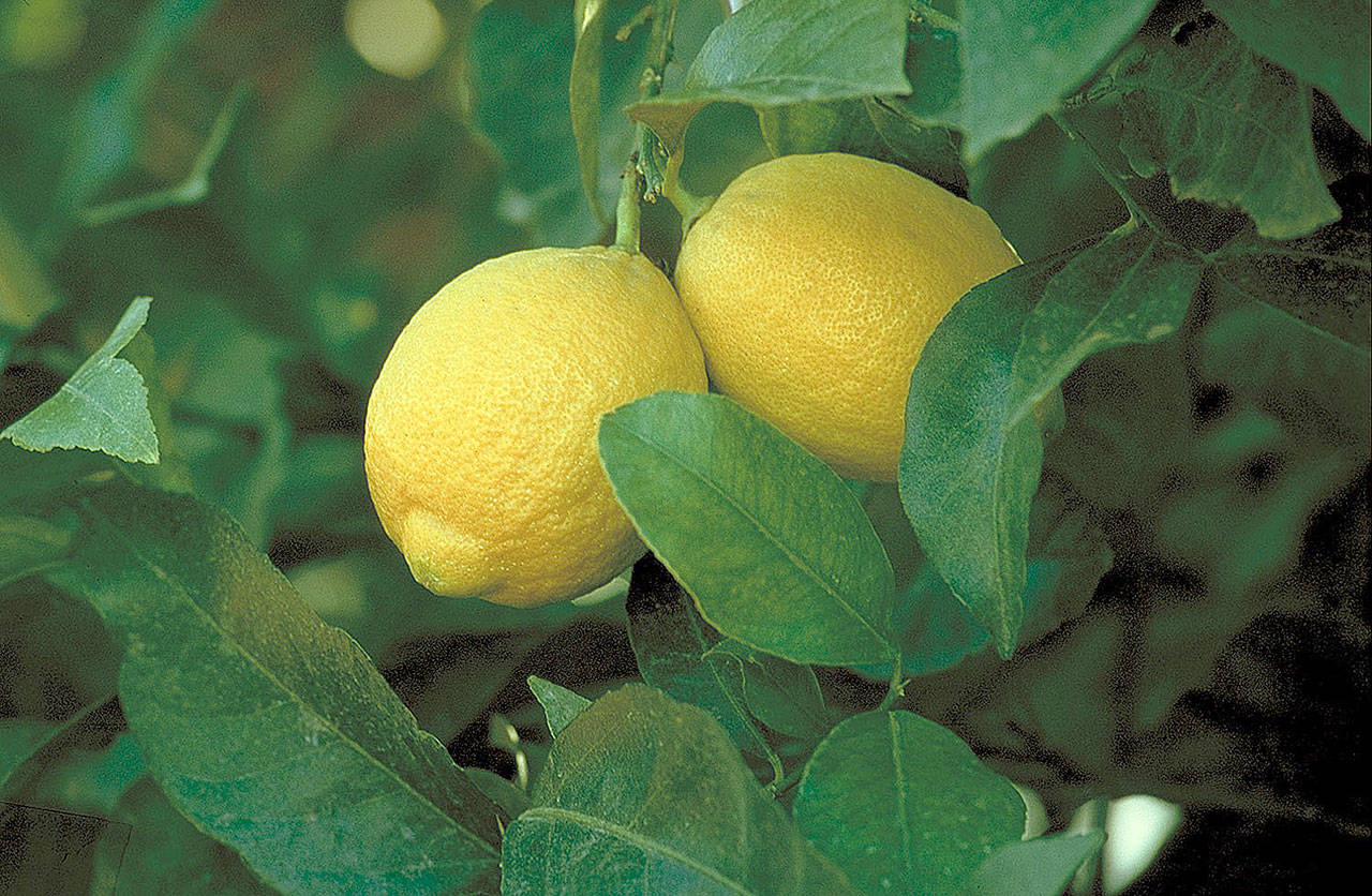 The improved Meyer lemon tree is grown as an ornamental tree, as well as for fruit, and does well in containers. (Monrovia)