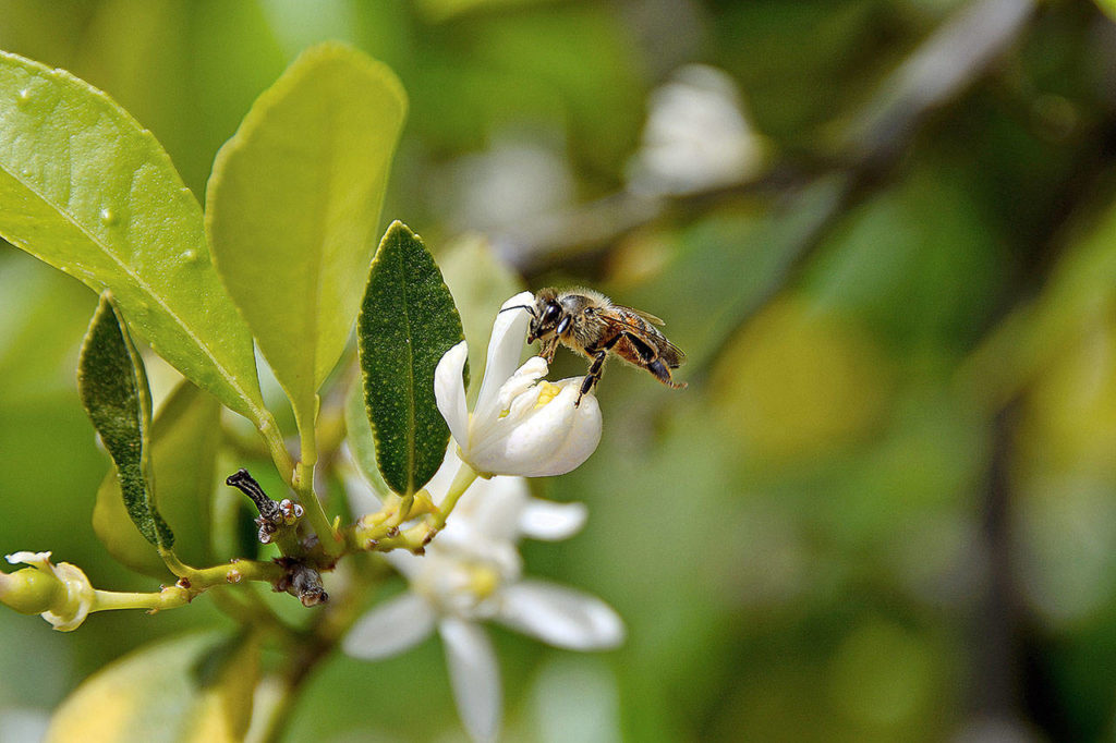 A bee visits the blossoms on a Persian or “Bearss” lime tree. (Getty Images)
