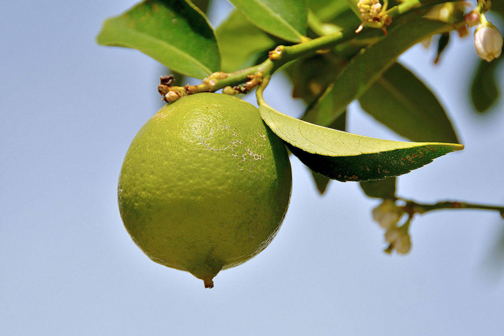 Limes, grown just like lemons, should be harvested when you see a hint of yellow in the skin. (Getty Images)
