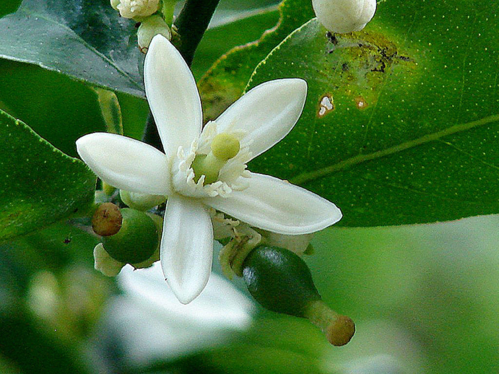 Citrus plants — the easiest to grow here are lemon and lime trees — have very fragrant white flowers. (Wikipedia)
