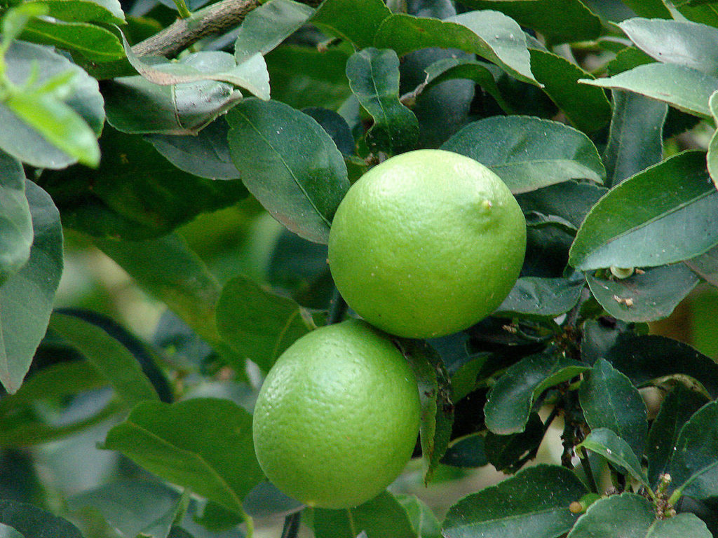 The Persian lime, one of the most popular in the U.S., is a cross between key lime and lemon. (Wikipedia)
