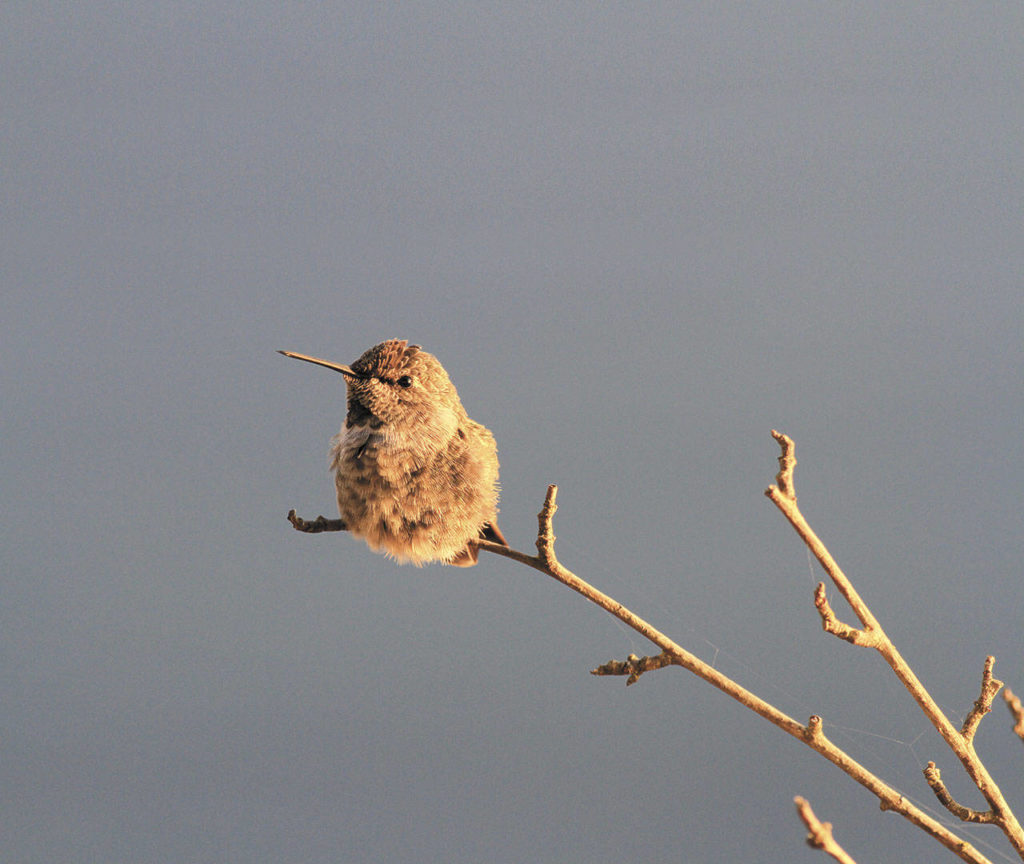 Most hummingbirds head south for the winter, but some Anna’s remain in Western Washington. (Mike Benbow)
