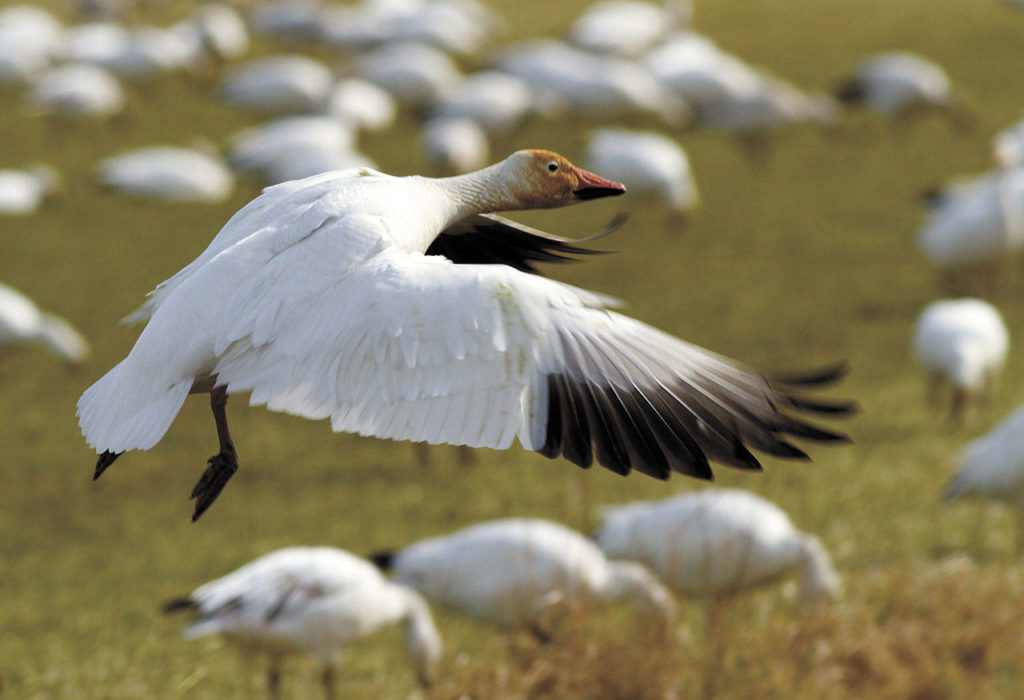 Snow geese fly from Wrangel Island in the Russian Arctic to spend the winter in our area. (Mike Benbow)
