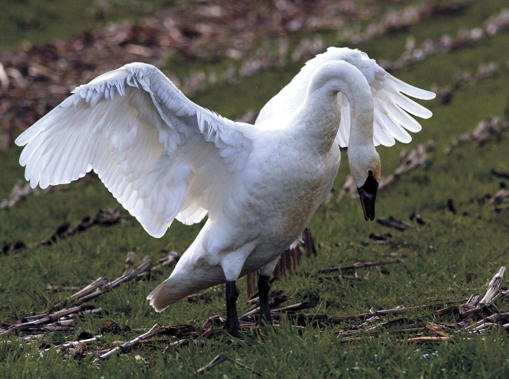 Trumpeter swans were almost hunted to extinction, but their numbers have revived significantly in the last decade. (Mike Benbow)
