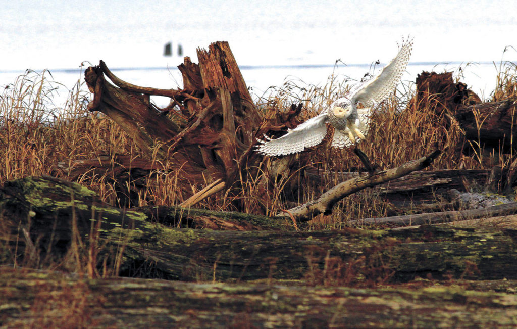 Snowy owls prefer areas like Port Susan that resemble their tundra habitat in the far north. (Mike Benbow)
