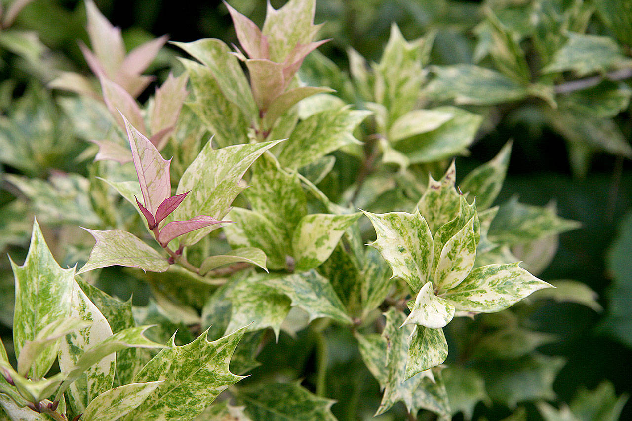 “Goshiki” variegated false holly boasts five colors on its leaves — cream, pink, orange, yellow and white. (Richie Steffen)