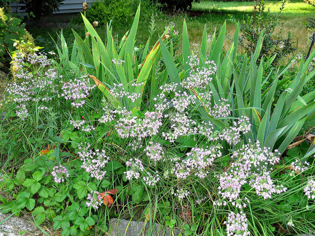 It doesn’t require a whole lot of effort to include wildlife-friendly plants in your yard. This plant, a nodding onion, is a favorite of bees when it’s in flower. (Monica Van der Vieren)
