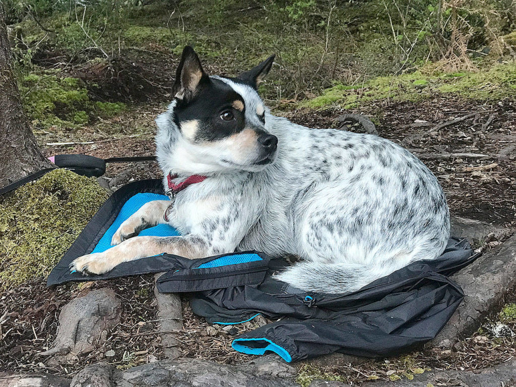 James the dog like to claim any piece of gear left on the ground. Raincoats and backpacks are particular favorite resting spots. He is seen here on a trip to Greenwater Lakes. (Washington Trails Association)
