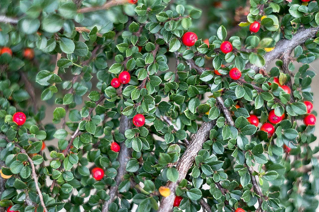 Bearberry cotoneaster grows masses of tiny white flowers in spring, followed by red berries in fall. (Getty Images)