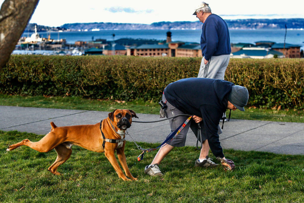 With his hand in a biodegradable bag, Nick Garcia of Everett picks up after Balto, his 4-year-old boxer mix, in Grand Avenue Park. (Dan Bates, The Herald)